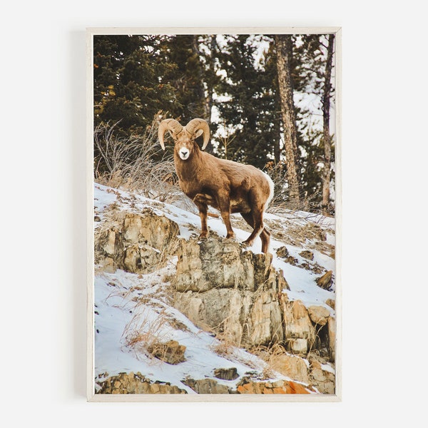 Big Horn Sheep on Mountainside, Sheep in Winter, Montana Sheep Photo, Bighorn Sheep Wall Art, Bighorn Sheep Wildlife Print, Montana Nature