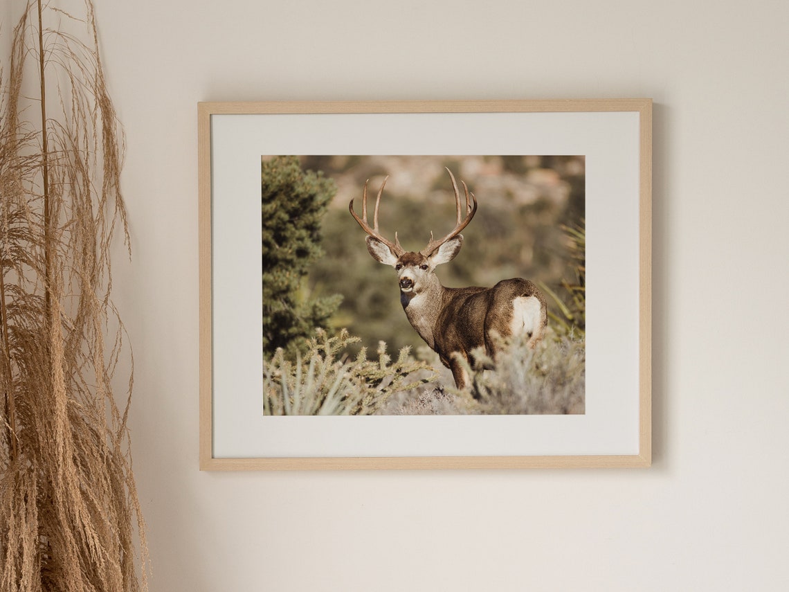 Mule Deer Wall Art Buck Deer Photo Rustic Home Decor Mule Etsy