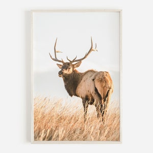 Maestoso alce maschio al mattino, alce in un campo di grano, arredamento rustico western, fotografia di alce, alce maschio nel Montana, stampa di fauna selvatica di alce