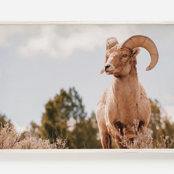 Big Horn Sheep Photo