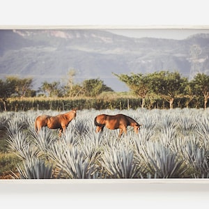 Horses Grazing in Agave Farm, Tequila Farm Digital Art, Mexico Agave Farm Landscape, Southwest Horse Digital Art, Mexico Agave Printable