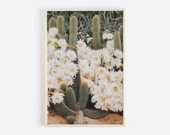 May include: A framed print showing a group of cacti with abundant white flowers. The cacti are a vivid green, and the flowers have yellow centres. The background is a blend of green foliage and sandy soil, creating a natural look.