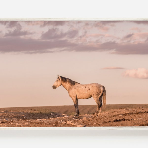 White and Gray Wild Horse At Sunset, Pastel Horse Sunset, Gray Horse Photo, Wildlife Wall Art, Wild Horse Landscape, Wild Horse Printable