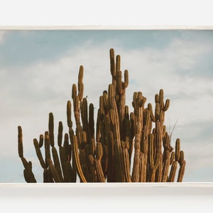 Ocotillo Cactus, South Texas Desert