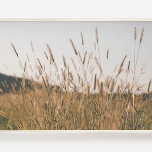 Farmhouse Print, Field Sunrise Photo, Wheat Field Wall Art, Farm Scenery Decor, Rustic Printable Art, Botanical Photography, Farmhouse Wheat