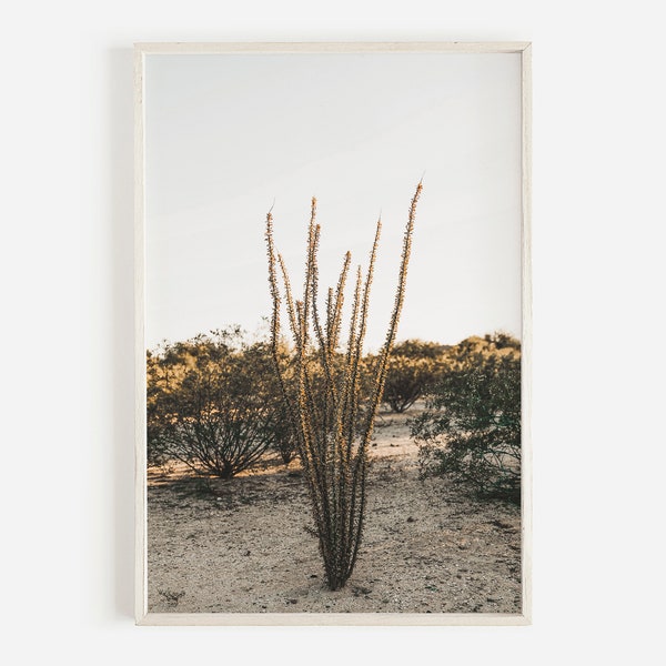 Ocotillo Cactus Landscape, Desert Flora Photography, Ocotillo Cactus, Tonto National Forest, Desert Landscape, Arizona Scenery Print