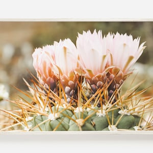 Rosa Kaktus Blumenblüte, Wüstenflora, Arizona Flower Print, Kaktus Blume Digital Art, Kaktus Fotografie, Boho Art Print, Horizontal Art