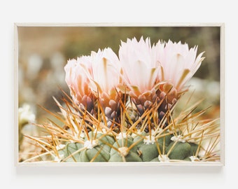 Pink Cactus Flower Bloom, Desert Flora, Arizona Flower Print, Cactus Flower Digital Art, Cactus Photography, Boho Art Print, Horizontal Art
