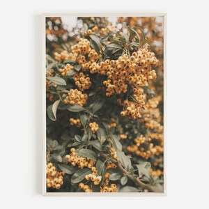 Orange Flower Bush, Firethorn Berries, Orange Berry Print, Boho Botanical Decor, Orange Floral Print, Boho Bedroom Art, Natural Plant Art