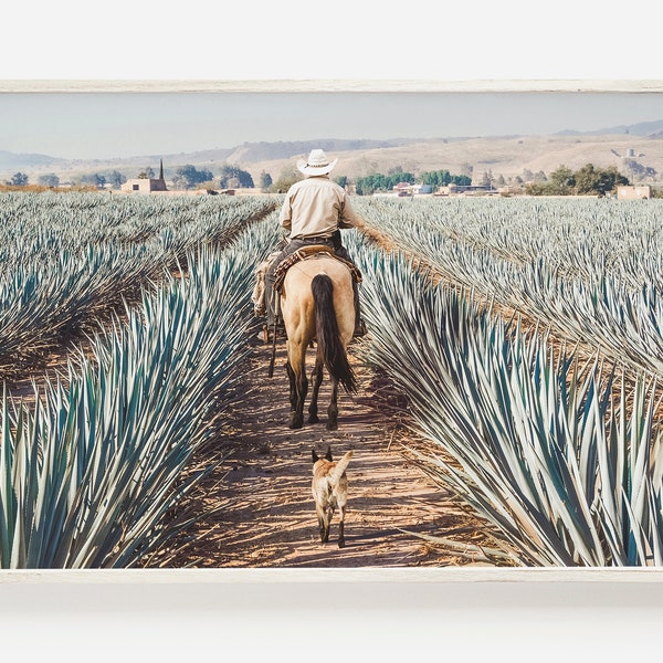 Riding Through Agave Fields, Southwest Agave Farm, Rancher On Horse, Checking Fields Photo, Agave Farm Print, Horseback Riding in Mexico