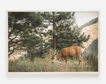 Mule Deer Grazing on Mountainside, Wildlife Printable, Colorado Mule Deer, Deer Grazing Photo, Nature Photography, Mule Deer Wall Art