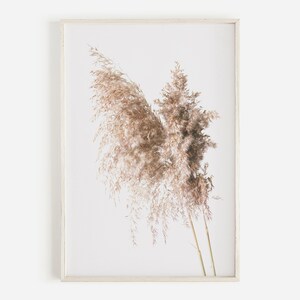 Beige Pampas Natural Art, Boho Bedroom Print, Beige Home Decor, Pampas Photography, Boho Pampas Printable, Botanical Digital Download