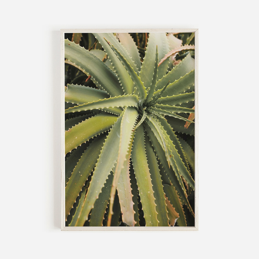 Prickly Agave Plant Print, Aloe Printable, House Plant Wall Art ...