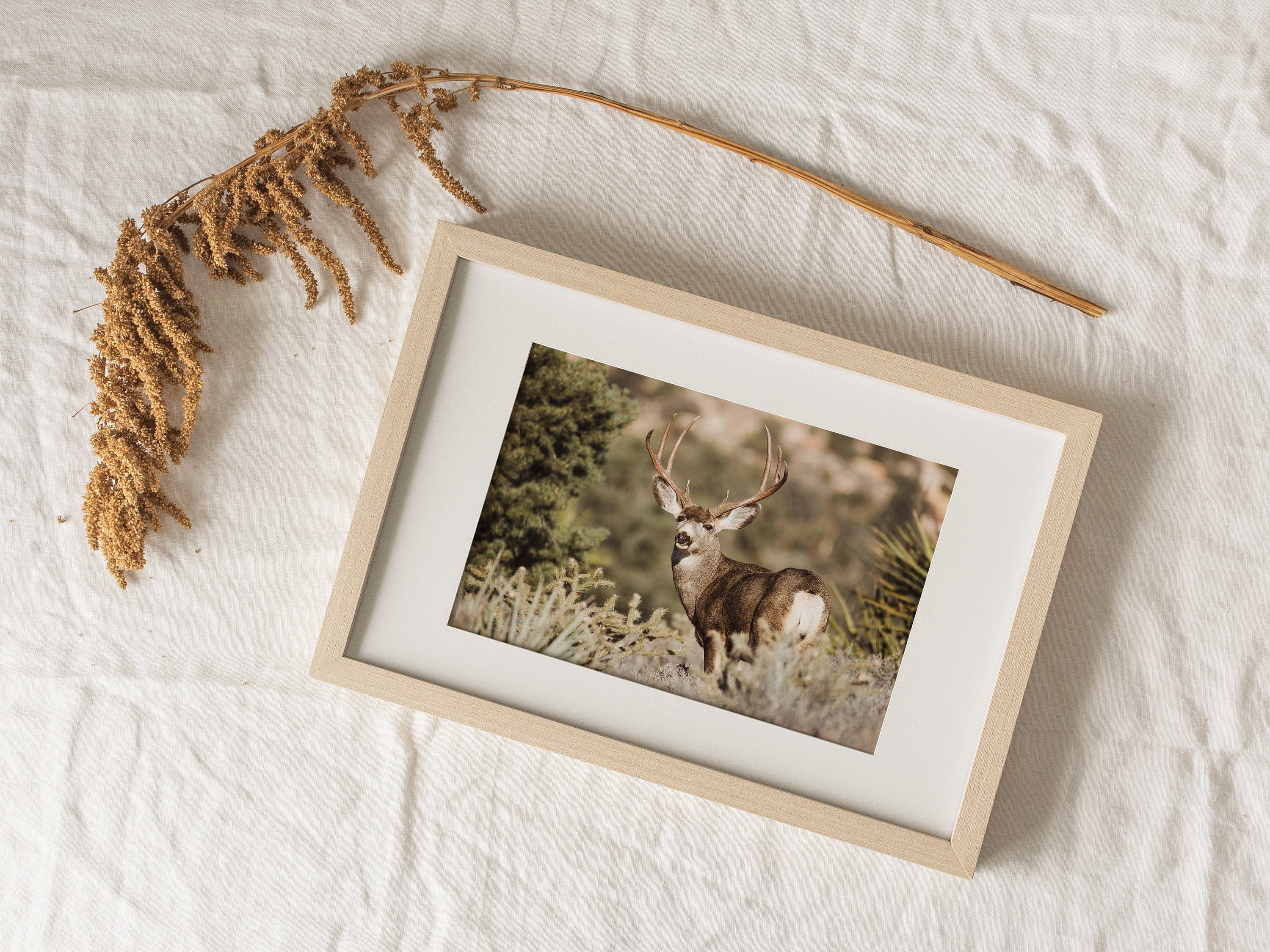 Mule Deer Wall Art Buck Deer Photo Rustic Home Decor Mule Etsy