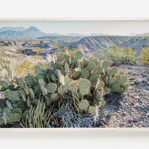 Prickly Pear Cactus Print, South Texas Desert, Desert Landscape, Texas Cactus Photo, National Park Print, Digital Download