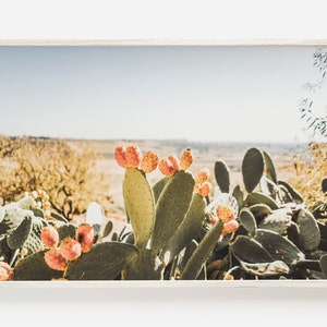 Sunny Desert Cactus Poster, Prickly Pear Scene, Arizona Landscape, High Desert Poster, Green and Pink Cactus, Southwestern Photography