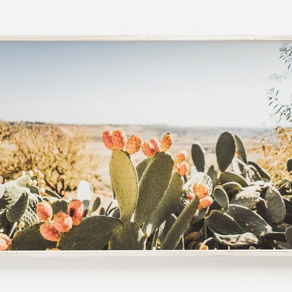 Sonniger Wüstenkaktus Poster, Feigenkaktus Szene, Arizona Landschaft, High Desert Poster, grüner und rosa Kaktus, südwestliche Fotografie