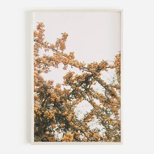 Orange Botanical Photo, Firethorn Bush, Orange Berry Print, Autumn Botanical Art, Natural Home Decor, Neutral Botanical Art