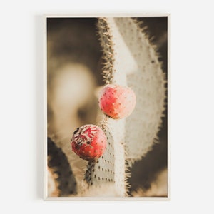 Arizona Kaktus Blüte, Feigenkaktus Frucht, rosa Frucht auf Kaktus, Kaktus Makrofotografie, grün und rosa Boho Kunst, Kaktus Poster Druck