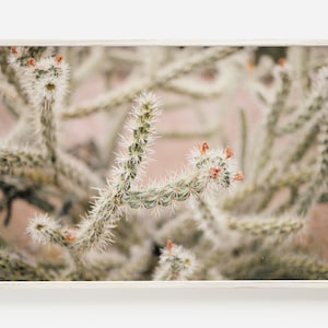 Cactus de cola de rata en maceta, foto de cactus de primer plano, decoración de cactus del desierto, imprimible del suroeste, arte digital de cactus, foto de cactus de cola de rata