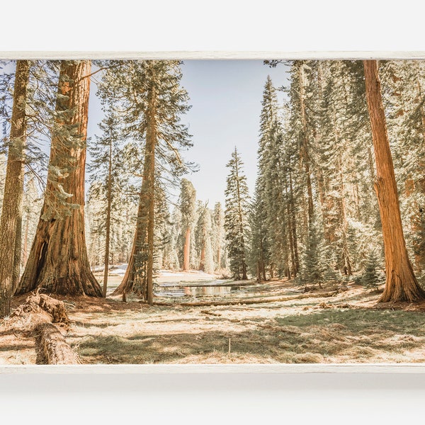 Redwood Forest in Springtime, Northern California Scenery, Nature Printable, Redwood Trees in Eureka, California Forest, Wilderness Wall Art