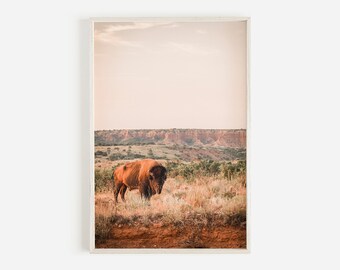 Puede incluir: Un bisonte marrón se encuentra en un campo de hierba alta con un cañón de roca roja en el fondo. El cielo es de un rosa y naranja suave.