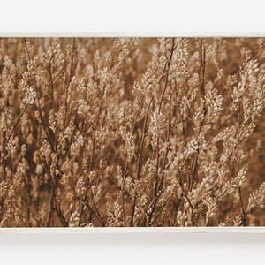 Dried Wheat for Harvest, Farmhouse Wheat Print, Brown Plant Photo, Wheat Digital Print, Farmhouse Horizontal Print, Neutral Botanical Art