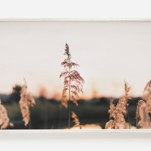 Pampas Prints, Sunset Digital Art, Natural Print, Pampas Fronds Wall Art, Nature Printable, Digital Prints, Rustic Print, Nature Wall Art