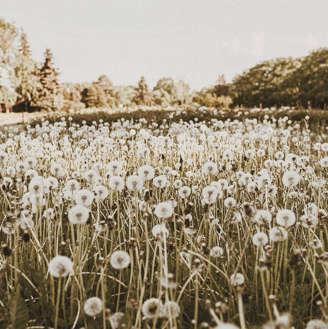 Field of Dandelions Dandelion Wall Art Boho Home Decor Boho Etsy Singapore