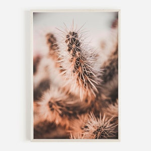 Cactus Sunset Photo, Warm Desert Poster, Sunset Behind Cactus, Cactus Spines Close Up, Boho Bedroom Art, Pink and Beige Poster, Cactus Art