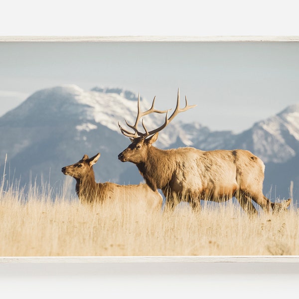 Two Elk In Meadow, Montana Mountains Photo, Elk Digital Art, Western Rustic Decor, Wildlife Photography, Bull Elk Poster, Montana Scenery