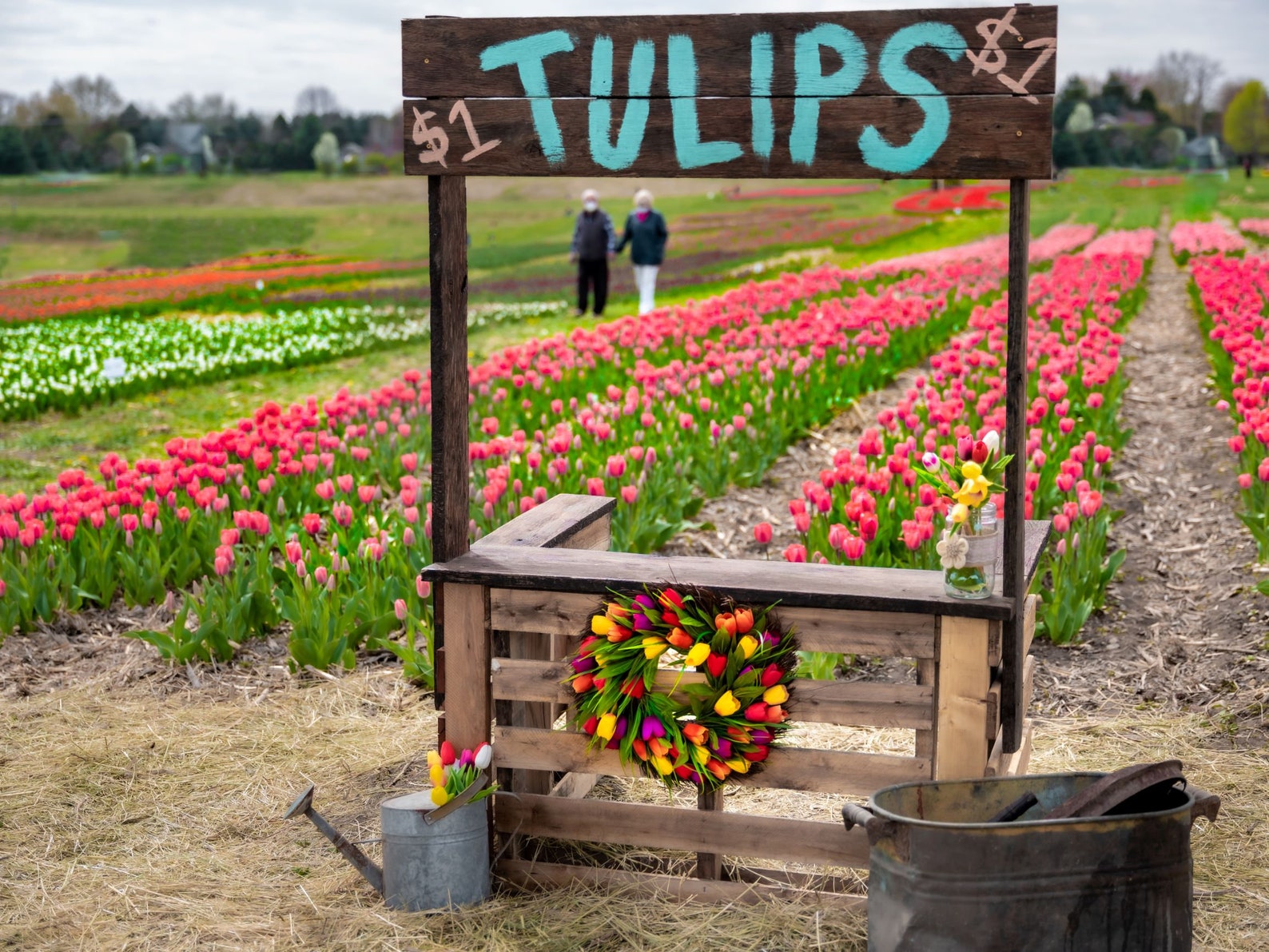Tulip Festival Lasting Love Spring Grove Illinois Wall Etsy