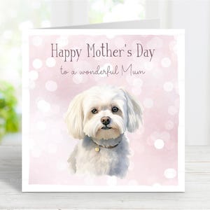 Cartão de Dia das Mães Maltês, Cartão de Feliz Dia das Mães, Para uma Mãe Maravilhosa, Mãe de Cachorro, Do Cachorro, 6" x 6", Em Branco Por Dentro