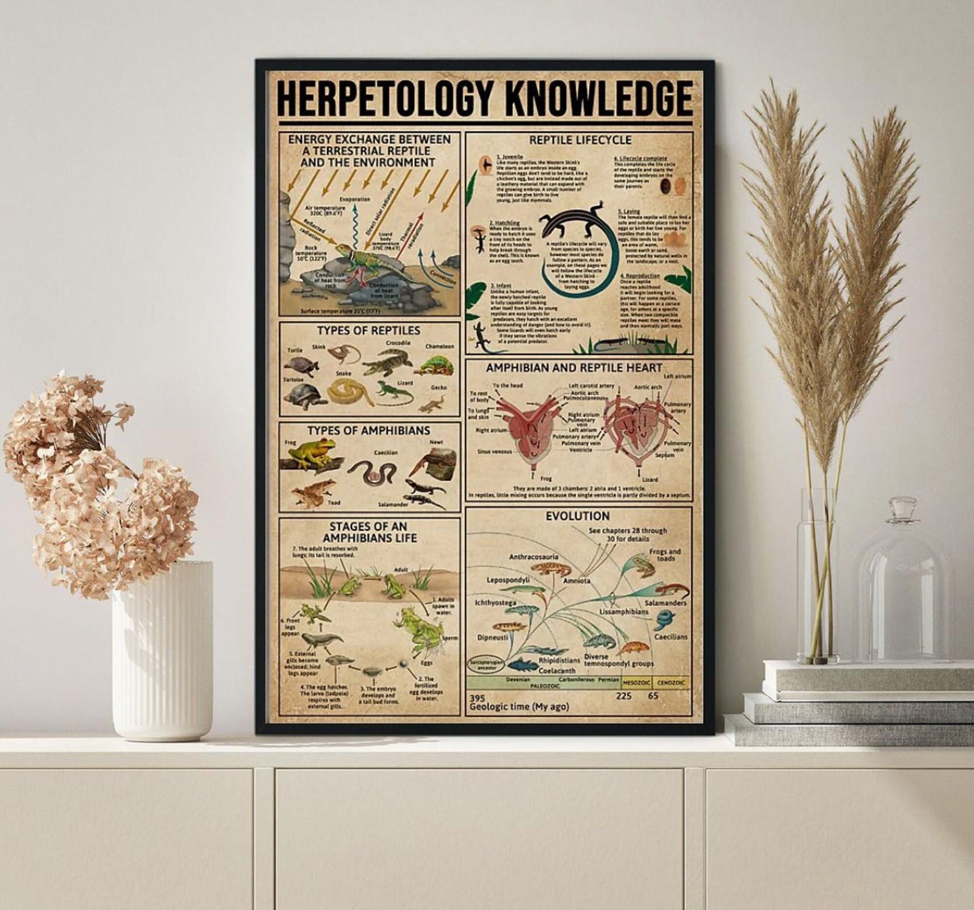 Herpetology Knowledge Poster Reptile Life Cycle Amphibians - Etsy