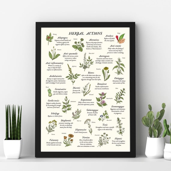 Herbal Actions Properties Poster Herbalism Herbology Plant Etsy