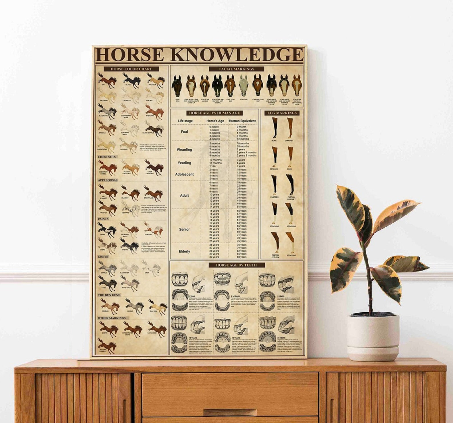 Horse Knowledge Poster Animal Lover Wall Art Poster Horse Etsy