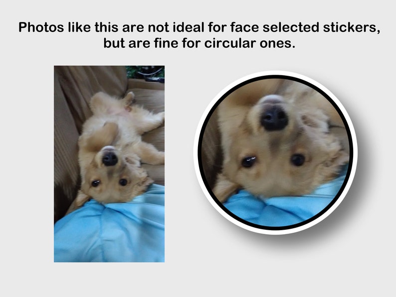 May include: A golden retriever puppy lying on its back, with a light blue shirt in the background. A circular sticker with the puppy's face is also shown. The text reads: Photos like this are not ideal for face selected stickers, but are fine for circular ones.