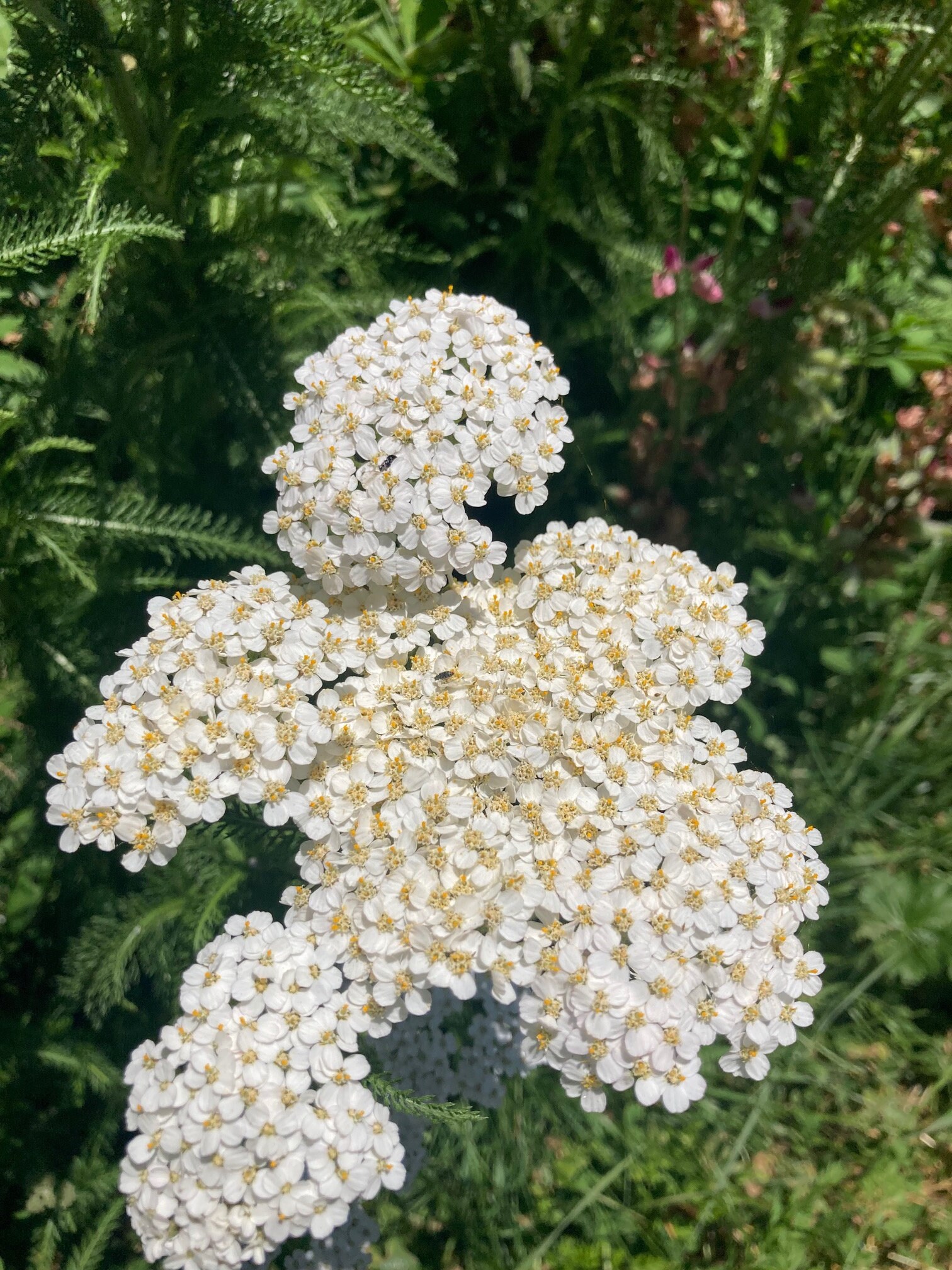 Yarrow Full Moon Flower Essence Protection Wild Wisdom Botanicals Etsy