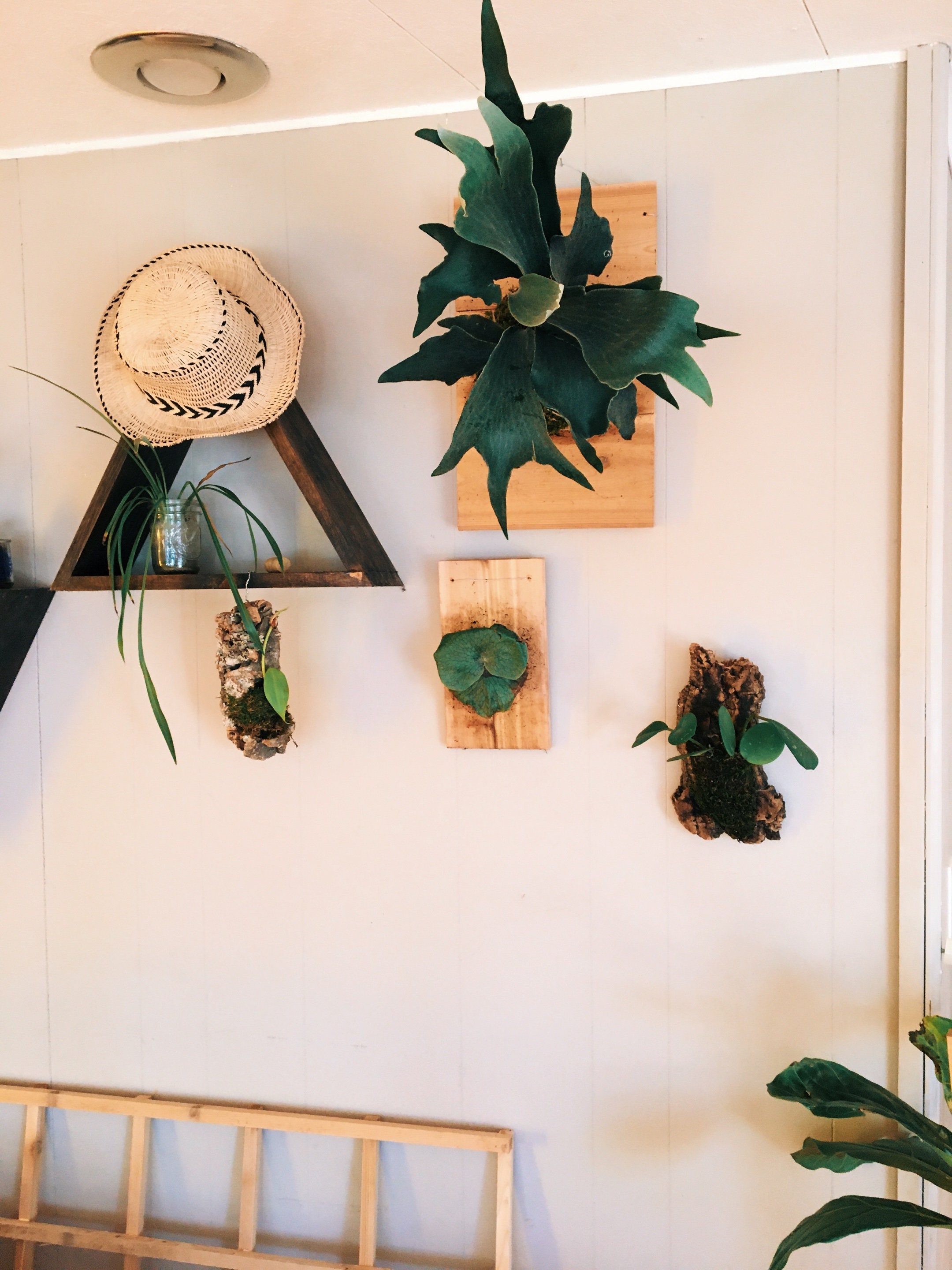 Staghorn Mounting Kitdiy Etsy Australia