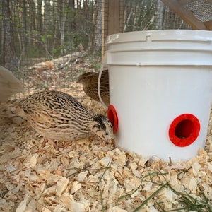 Quail & Chick Feed Saver Port - Made in USA - 3D Printed - Reduces food waste and saves  money! DIY Bucket Pail Bin Container