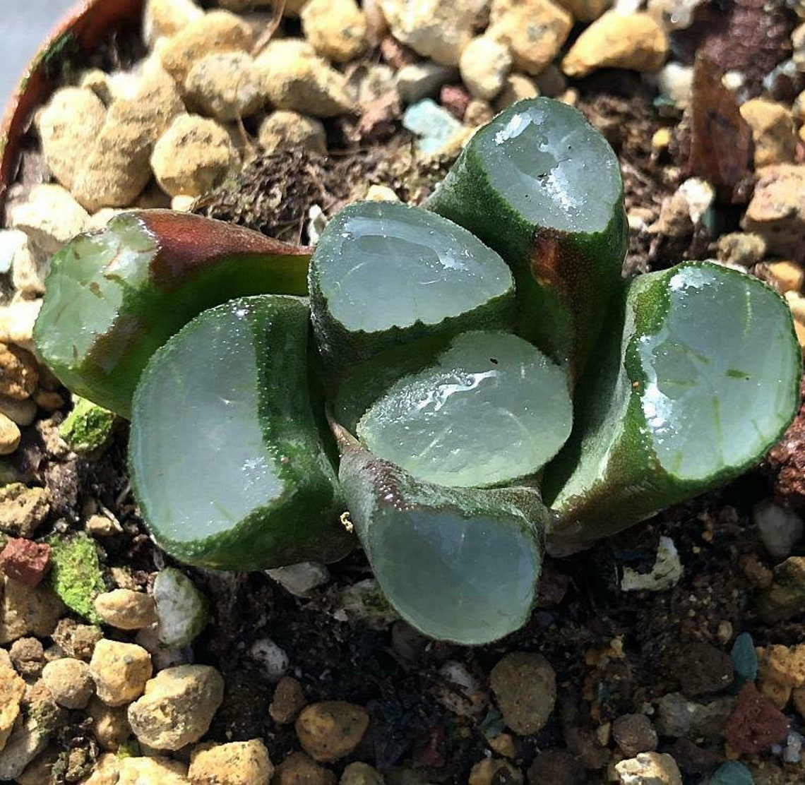1Year 4CM Succulent Plant Purple Lens Maughanii Haworthia