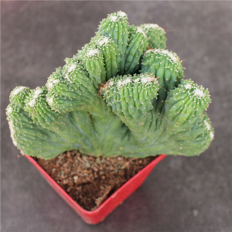 10CM Hybrid Succulent Cacti Cactaceae Opuntia Stricta Haw Var Dillenii Plant