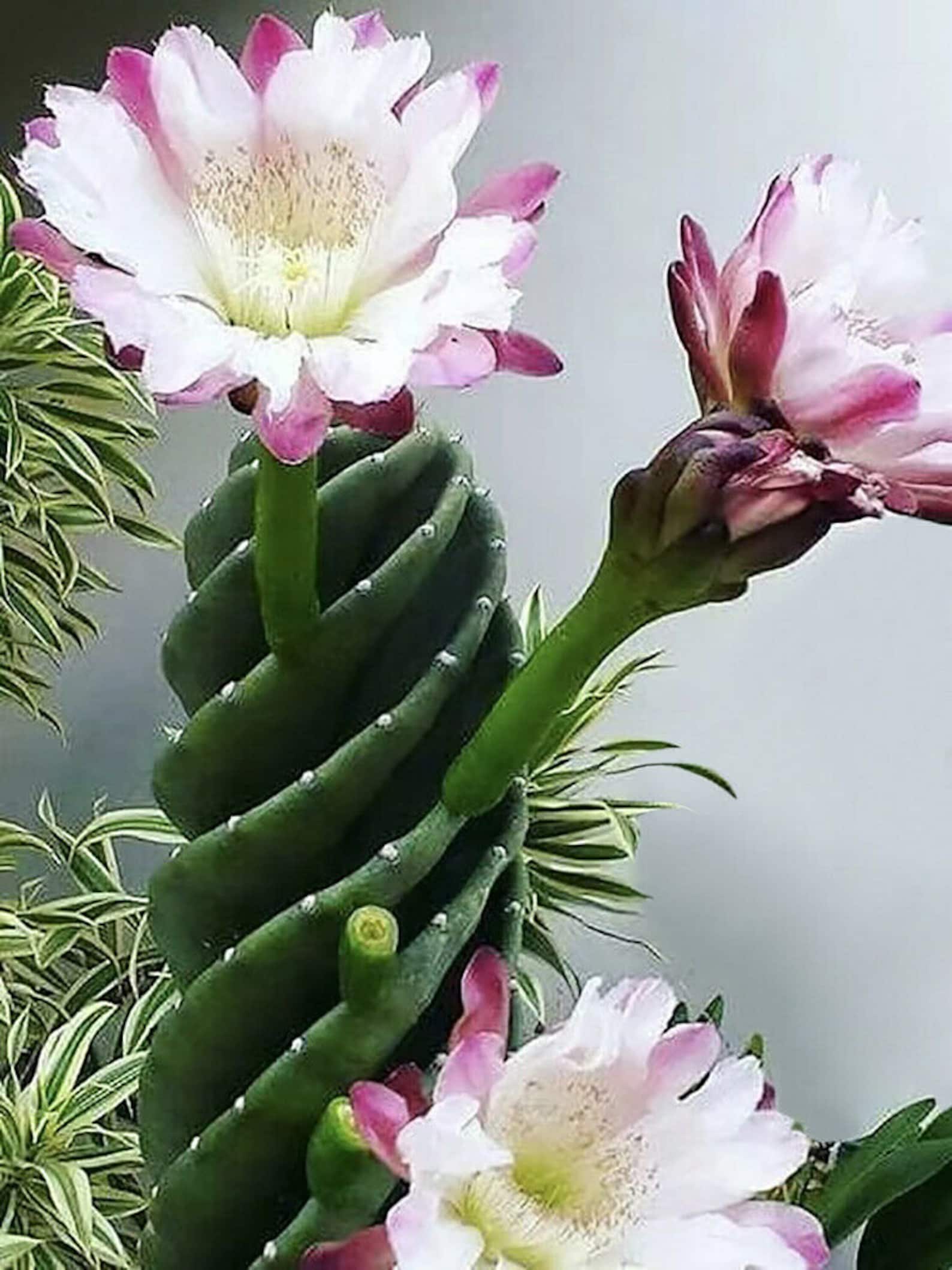 4PCS 10CM Succulent Cactus Plant Spiral Cereus Repandus