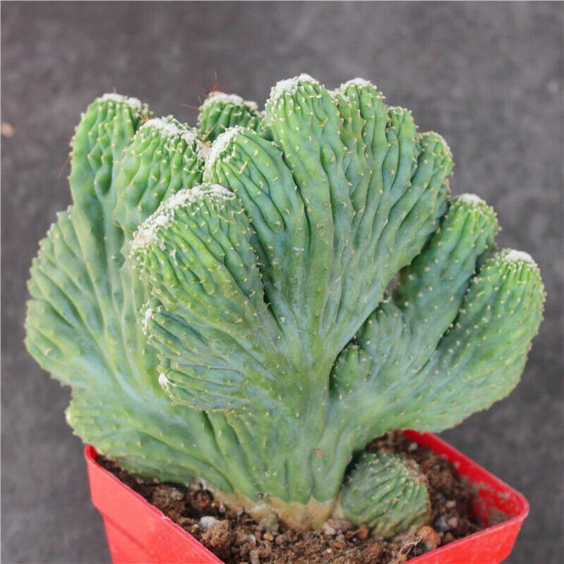 10CM Hybrid Succulent Cacti Cactaceae Opuntia Stricta Haw Var Dillenii Plant