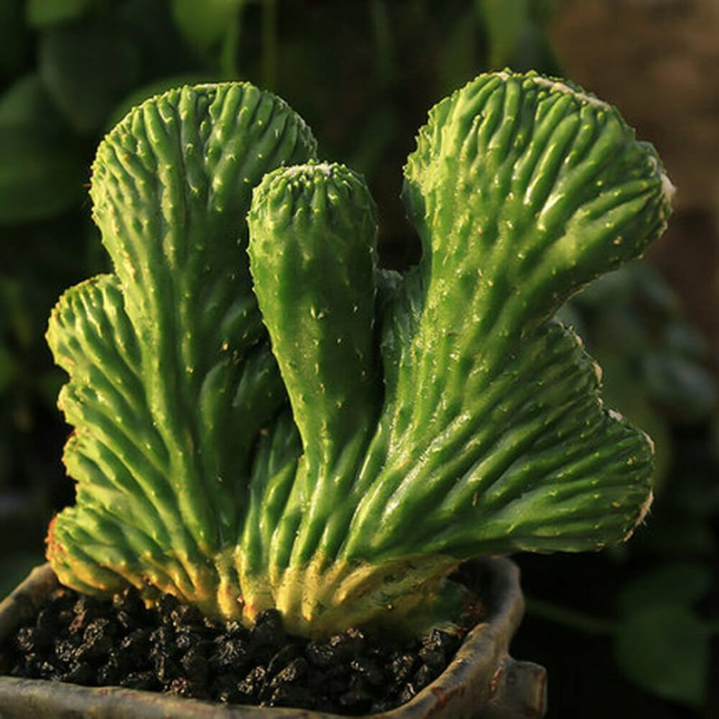 10CM Hybrid Succulent Cacti Cactaceae Opuntia Stricta Haw Var Dillenii Plant