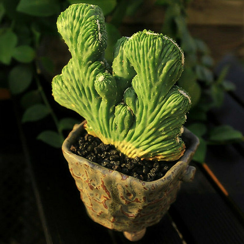10CM Hybrid Succulent Cacti Cactaceae Opuntia Stricta Haw Var Dillenii Plant