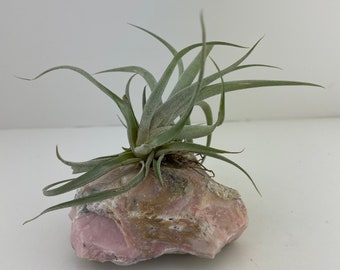 Living Sculpture - Air Plant on Pink Opal