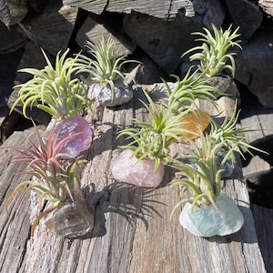 May include: Six air plants in various colors of crystal clusters. The crystals are pink, purple, brown, blue, yellow, and gray. The air plants are green and have long, thin leaves.
