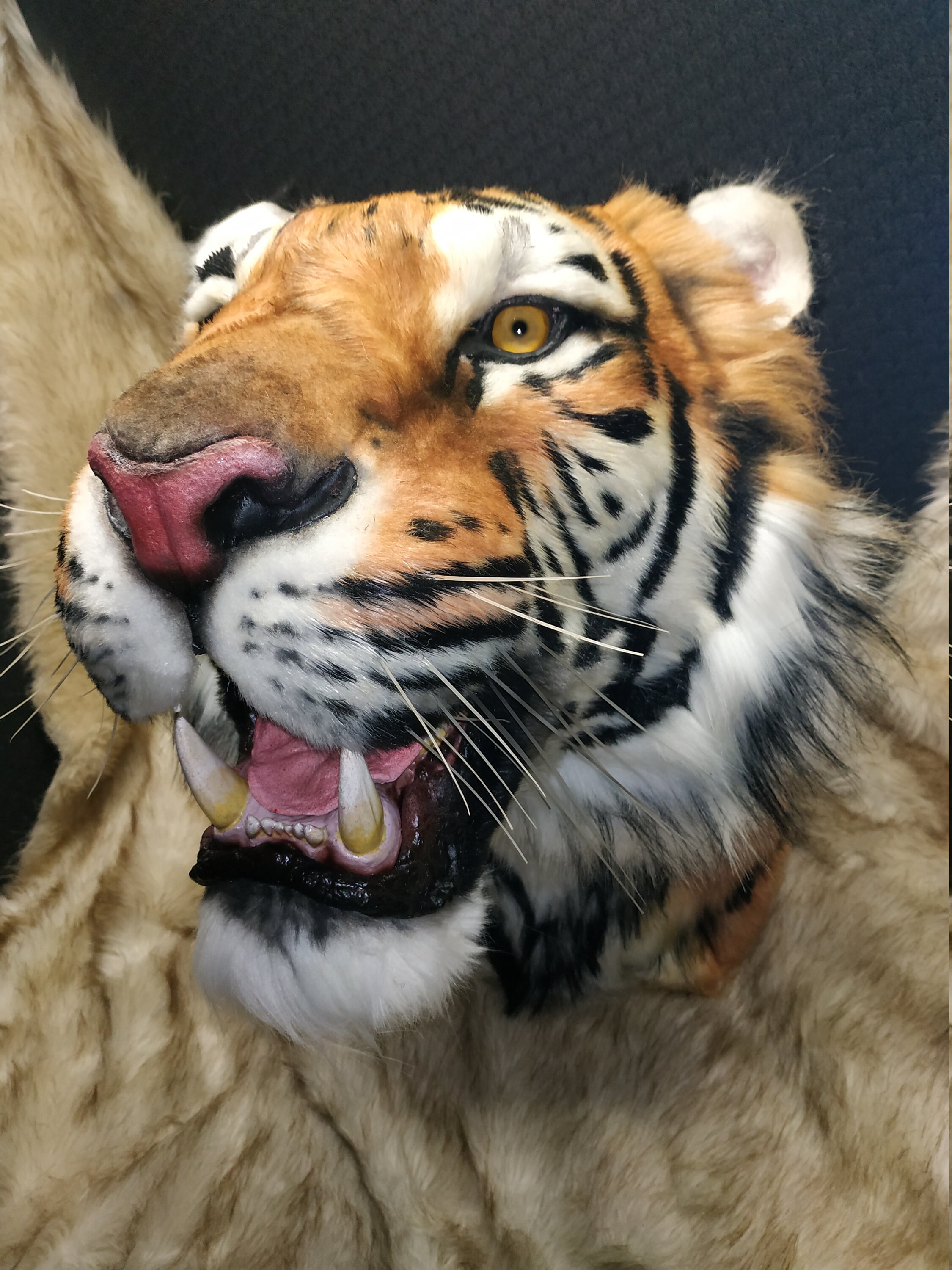 Tiger head Tiger trophy shoulder mount Faux Fur no Etsy