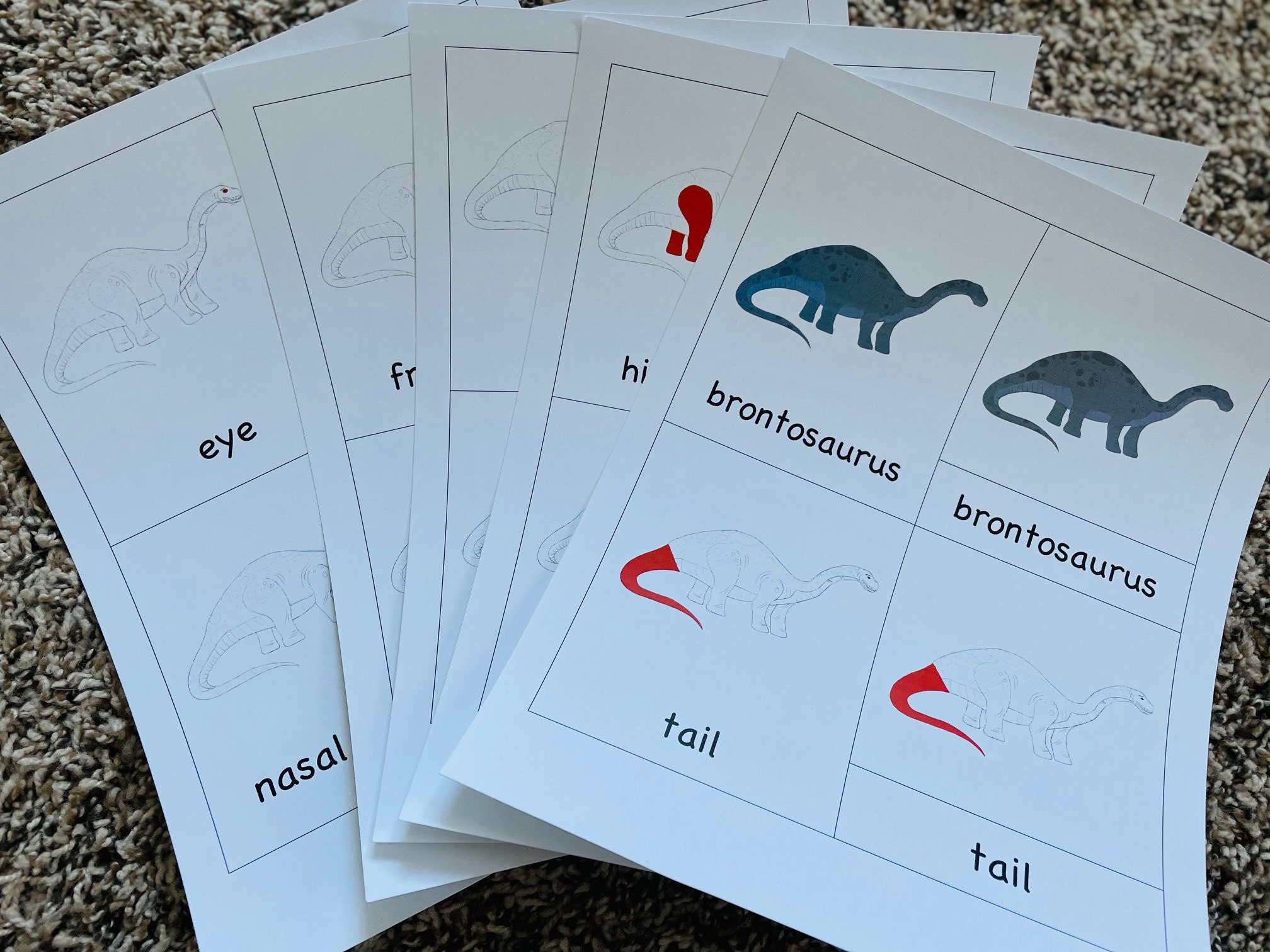 Brontosaurus Card Montessori Inspired Brontosaurus Nomenclature Cards - Etsy